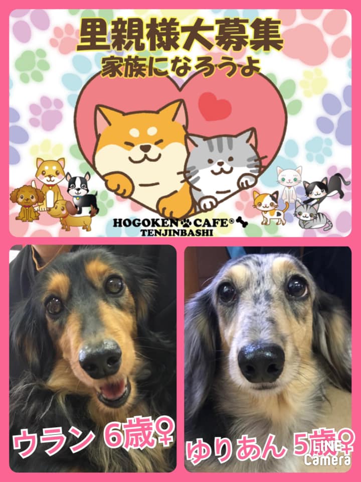 🐾今日の里親様募集中ワンコ🐶メンバーです🐾2021,3,6